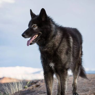 Find Your Forever Friend at Lake Tahoe Wolf Rescue